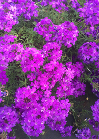 Verbena 'Lapis Lazuli Blue'